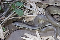 Liopeltis tricolor