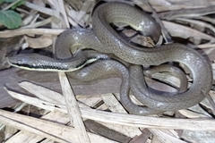 Liopeltis tricolor