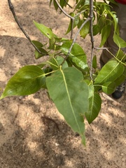 Brachychiton diversifolius