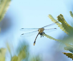 Austrogomphus australis