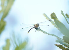 Austrogomphus australis