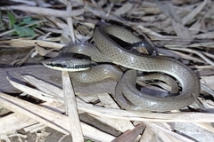 Liopeltis tricolor
