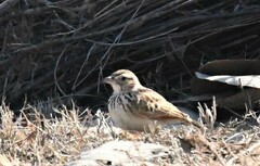 Mirafra erythroptera