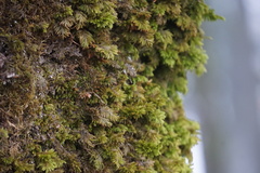 Dendroalsia abietina