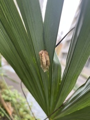 Tenodera angustipennis