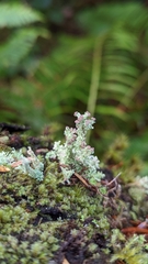 Cladonia squamosa