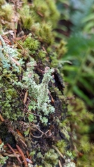 Cladonia squamosa