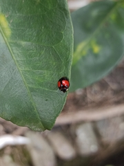 Coelophora biplagiata