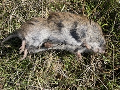 Microtus californicus