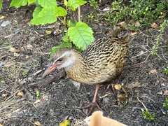 Gallirallus australis