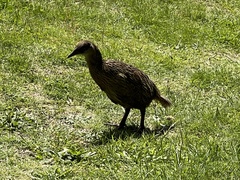 Gallirallus australis