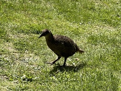 Gallirallus australis
