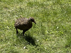 Gallirallus australis