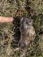 Microtus californicus