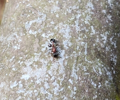 Dilobocondyla fouqueti