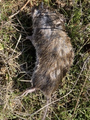 Microtus californicus