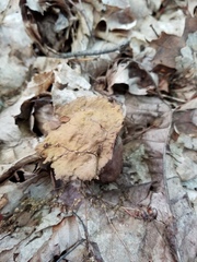 Sarocladium strictum