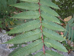 Zanthoxylum ailanthoides