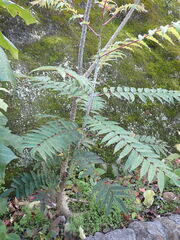 Zanthoxylum ailanthoides