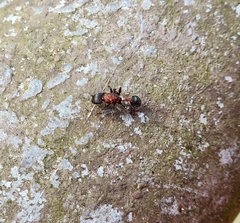 Dilobocondyla fouqueti