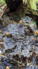 Peltigera membranacea
