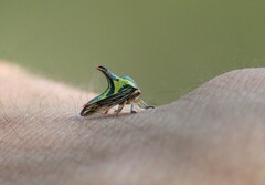 Umbonia crassicornis