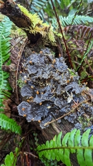 Peltigera membranacea