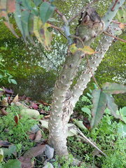 Zanthoxylum ailanthoides