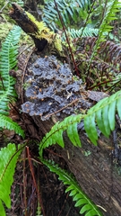 Peltigera membranacea