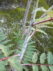 Zanthoxylum ailanthoides