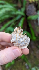 Peltigera membranacea