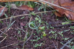 Allium schoenoprasum