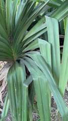 Pandanus tectorius