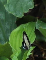 Hypolycaena danis