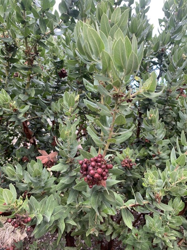 Kings Mountain Manzanita fruiting