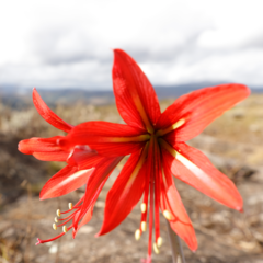Hippeastrum morelianum
