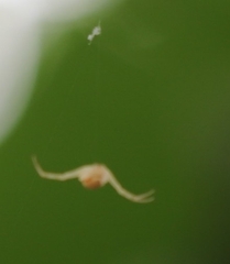 Zygometis xanthogaster