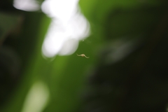 Zygometis xanthogaster