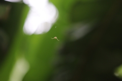 Zygometis xanthogaster