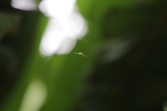 Zygometis xanthogaster