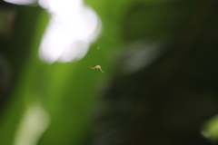 Zygometis xanthogaster