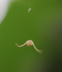 Zygometis xanthogaster