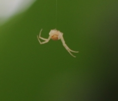 Zygometis xanthogaster