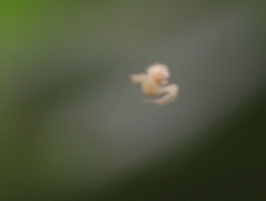 Zygometis xanthogaster