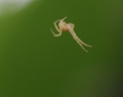 Zygometis xanthogaster