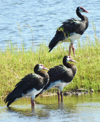 Plectropterus gambensis
