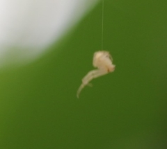 Zygometis xanthogaster