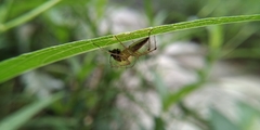 Oxyopes