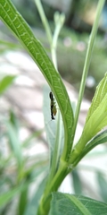 Odontomantis