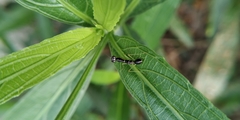 Odontomantis
